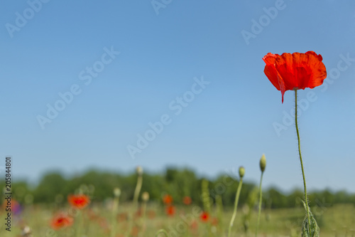 Poppy flower with blur background field of poppies horizon