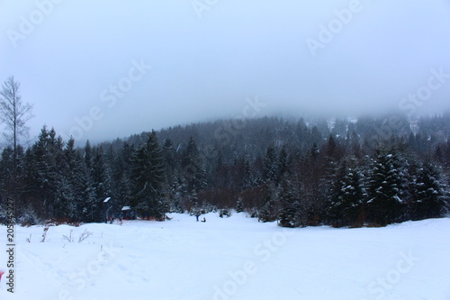 winter mountain landscape with snowy trees and snow