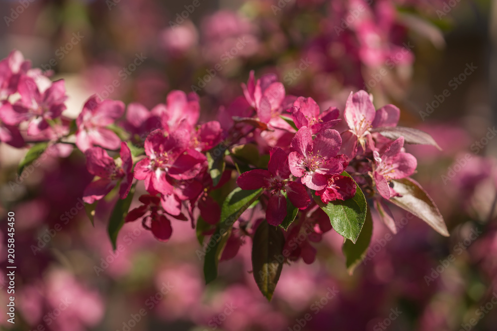 bright purple flowers on apple tree on a sunny day