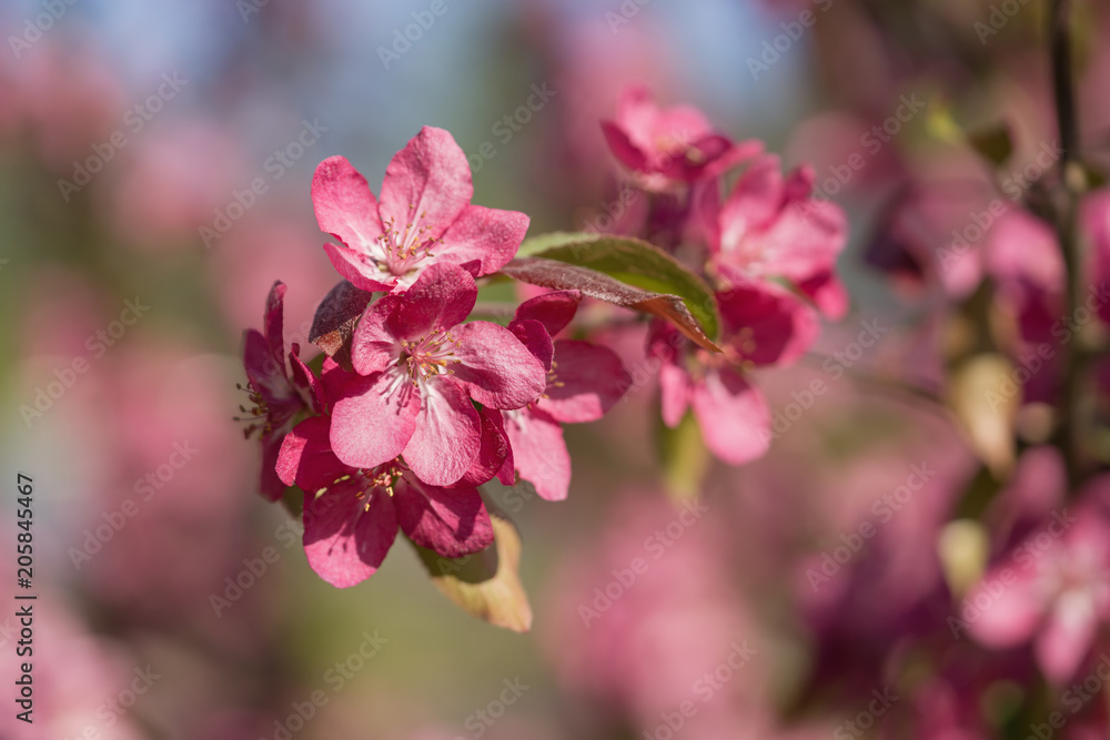 bright purple flowers on apple tree on a sunny day