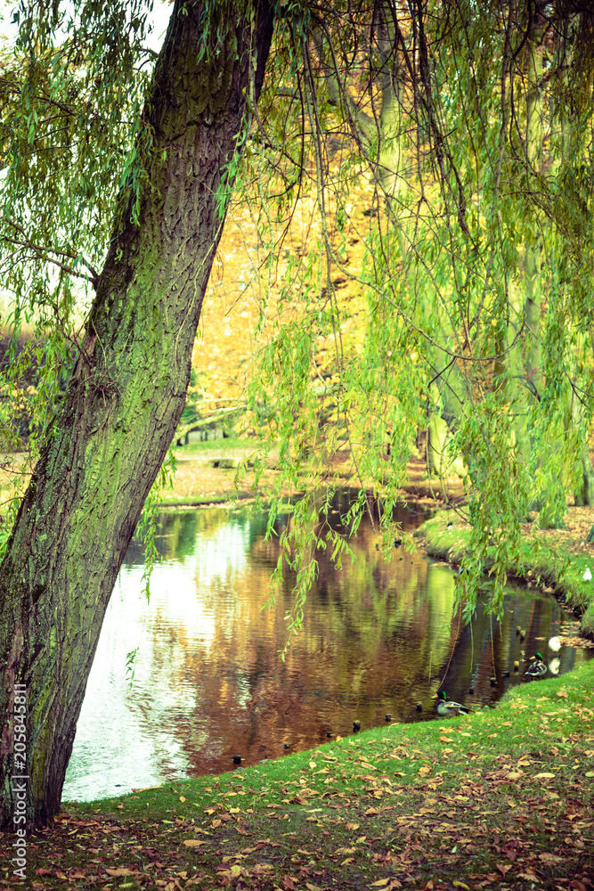 Pond in autumnal park.