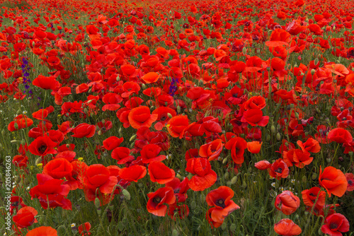 Fototapeta Naklejka Na Ścianę i Meble -  Huge red poppie field in summer