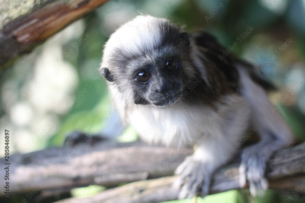 Naklejka premium Monkey - Tamarin