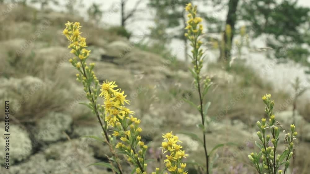 Yellow flowers and moss on a stone base. Yellow flowers and moss on a stone base.
