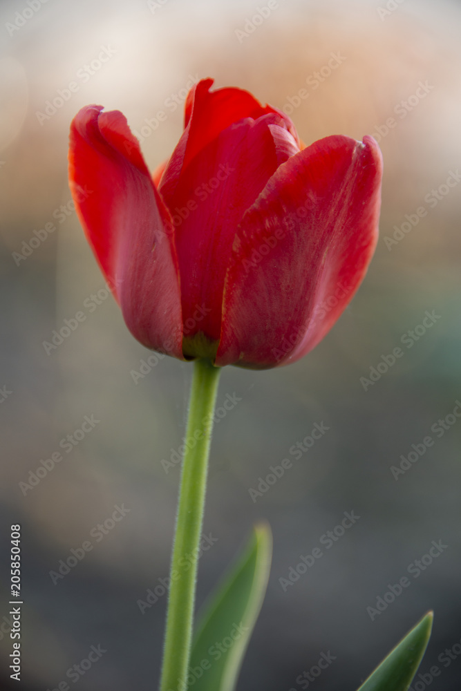 The abstract image with tulips The abstract image with tulips