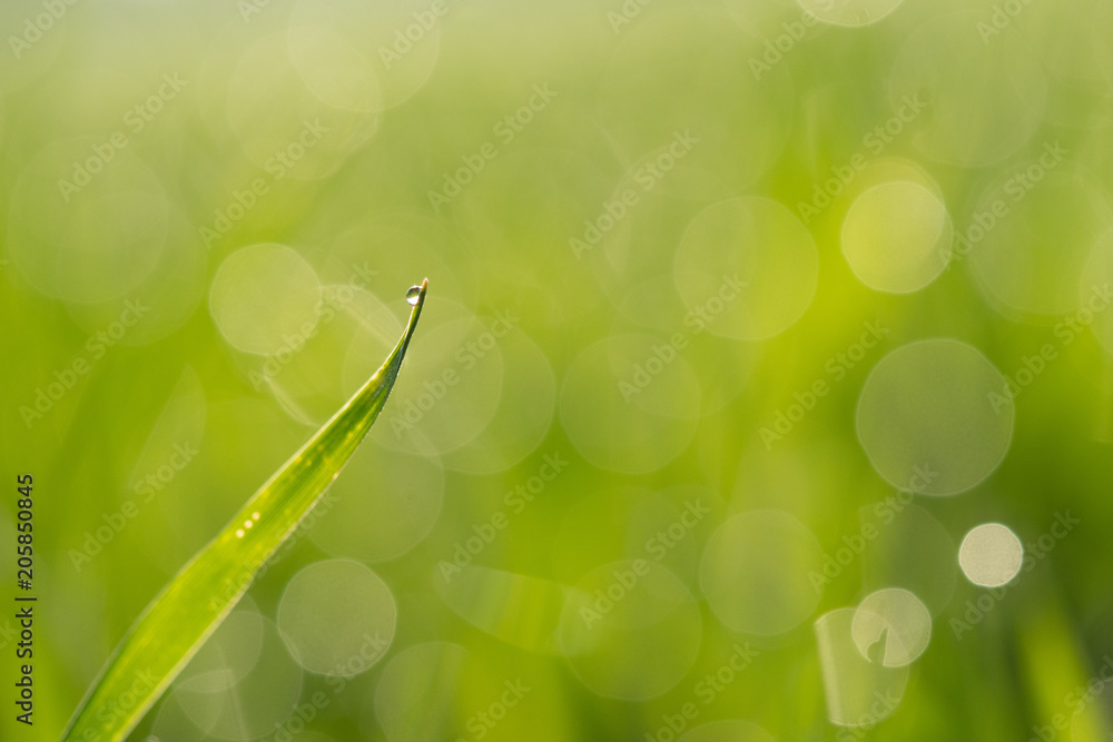Obraz premium Grüner Hintergrund mit Gras