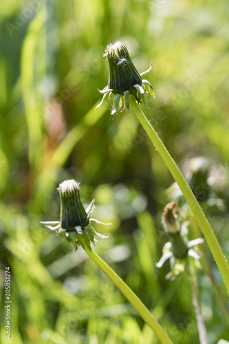 Fototapeta Naklejka Na Ścianę i Meble -  Closed flower of dandelions in the morning light on a meadow.