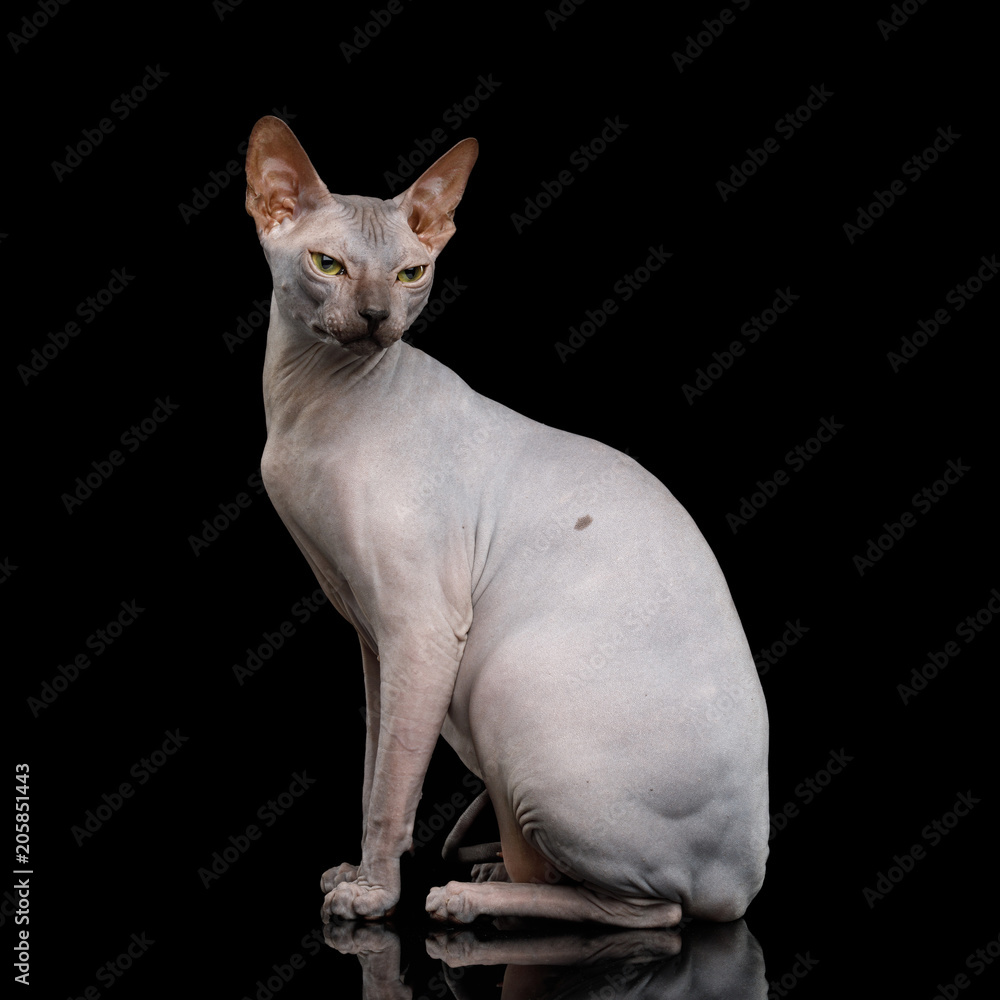 Angry Sphynx Cat Sitting Isolated on Black Background, front view