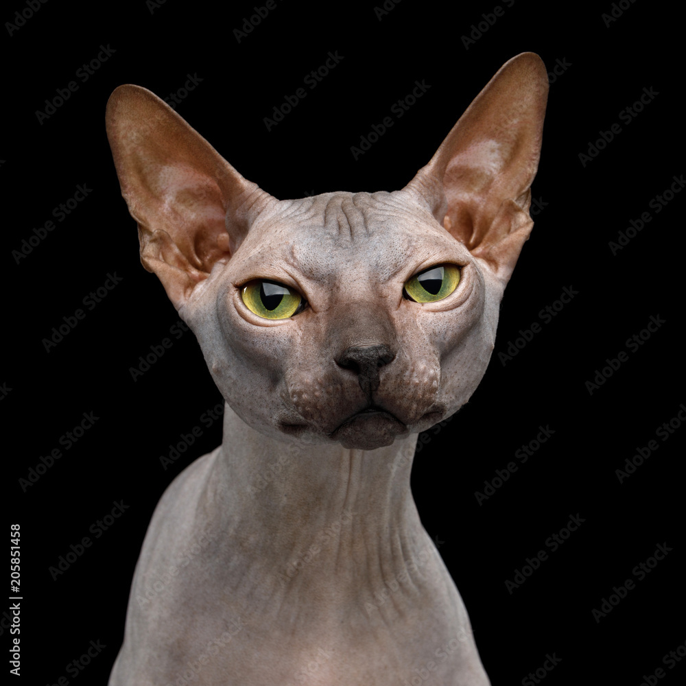 Portrait of Sphynx Cat with Beautiful eyes Curious Looking in Camera Isolated on Black Background, front view