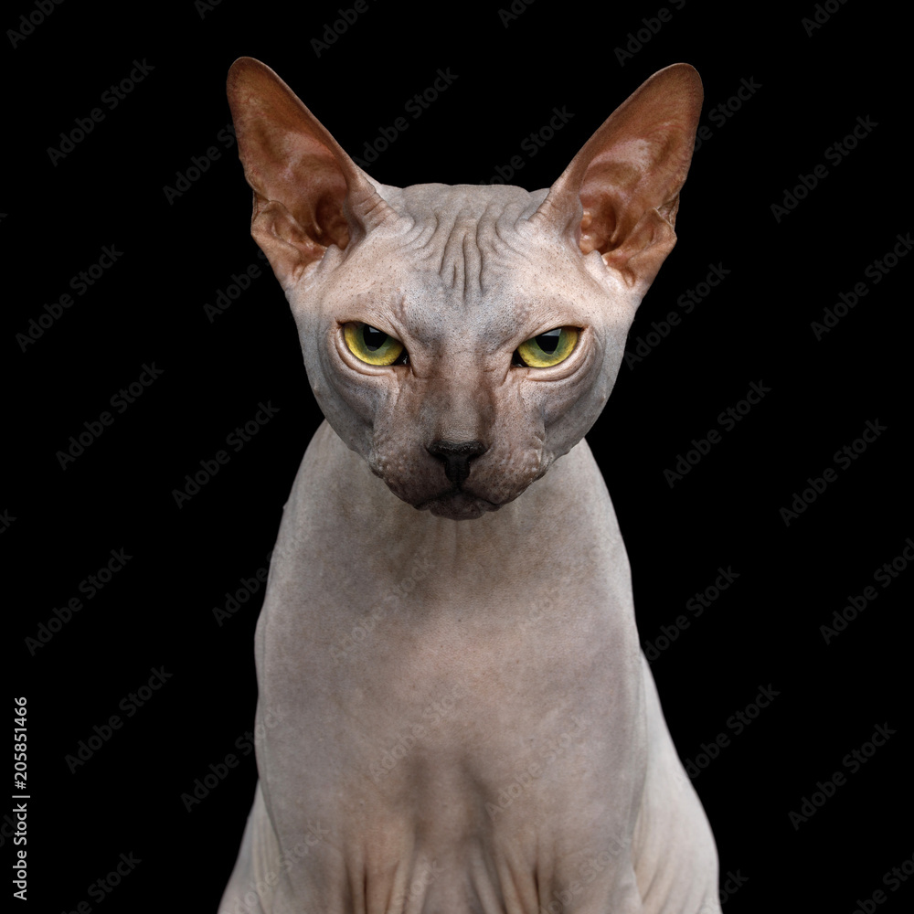 Portrait of Sphynx Cat with Beautiful eyes Angry Looking in Camera Isolated on Black Background, front view