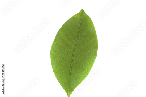 tree leaves isolated on white background