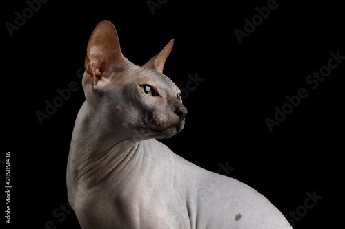 Fototapeta Naklejka Na Ścianę i Meble -  Portrait of Sphynx Cat with Beautiful eyes Sitting and Looking back Isolated on Black Background, profile view