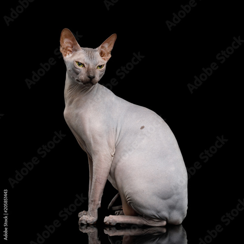 Angry Sphynx Cat Sitting Isolated on Black Background  front view