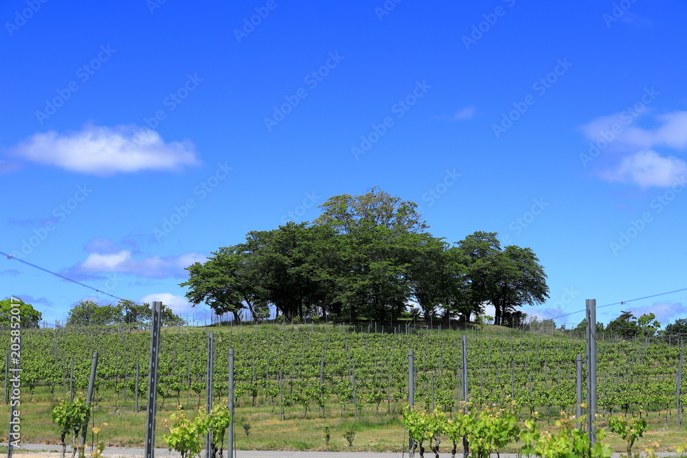 Obraz premium vineyard