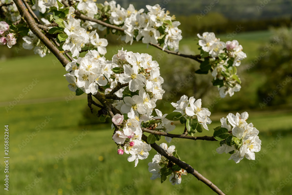 Fototapeta premium blossoming white apple flowers on tree, Baden Wuttenberg