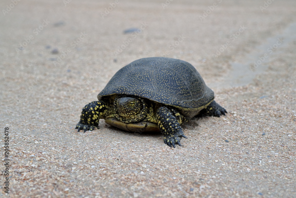Obraz premium The image of the land tortoise.