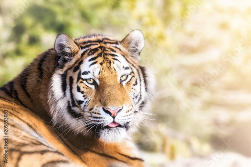 Fototapeta Naklejka Na Ścianę i Meble -  Siberian tiger in afternoon sunshine