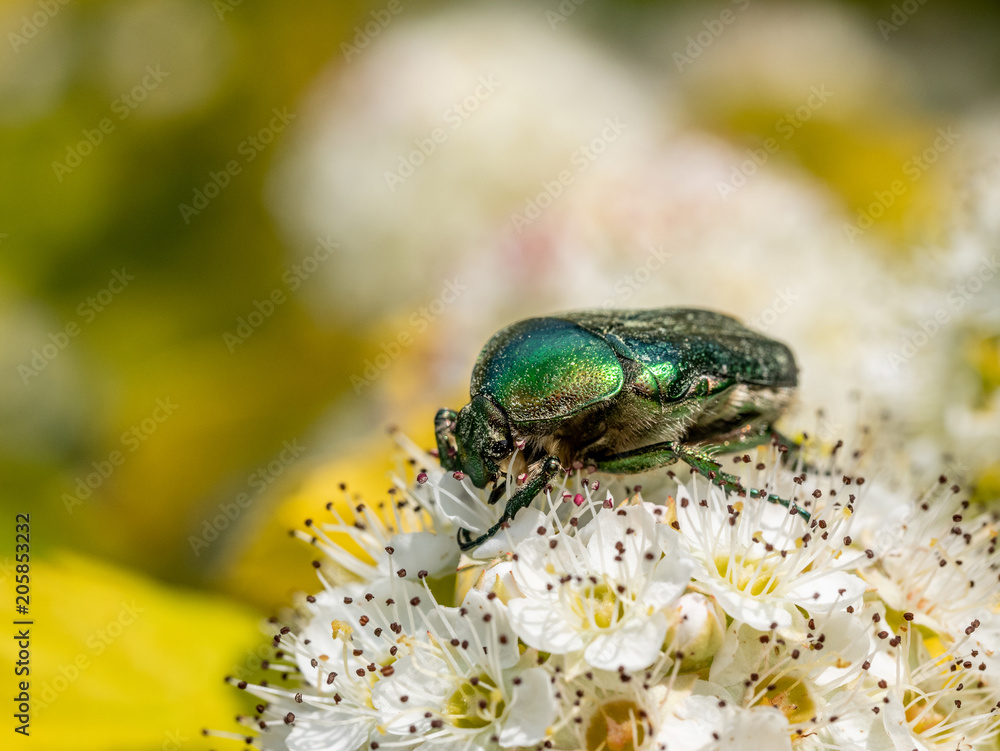 Big green beetle (Cetonia aurata) on flower bud.Macro photo Big green beetle (Cetonia aurata) on flower bud.Macro photo