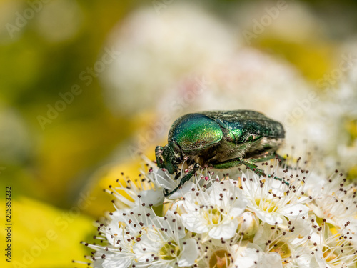 Big green beetle (Cetonia aurata) on flower bud.Macro photo