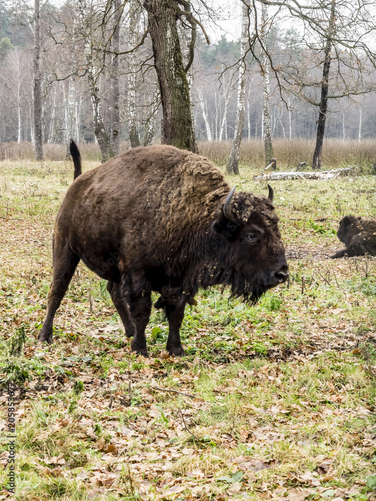 European bison (Bison bonasus), big auroch standing in the forest European bison (Bison bonasus), big auroch standing in the forest