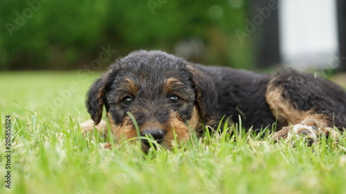 Airedale Terrier puppy is looking at you.