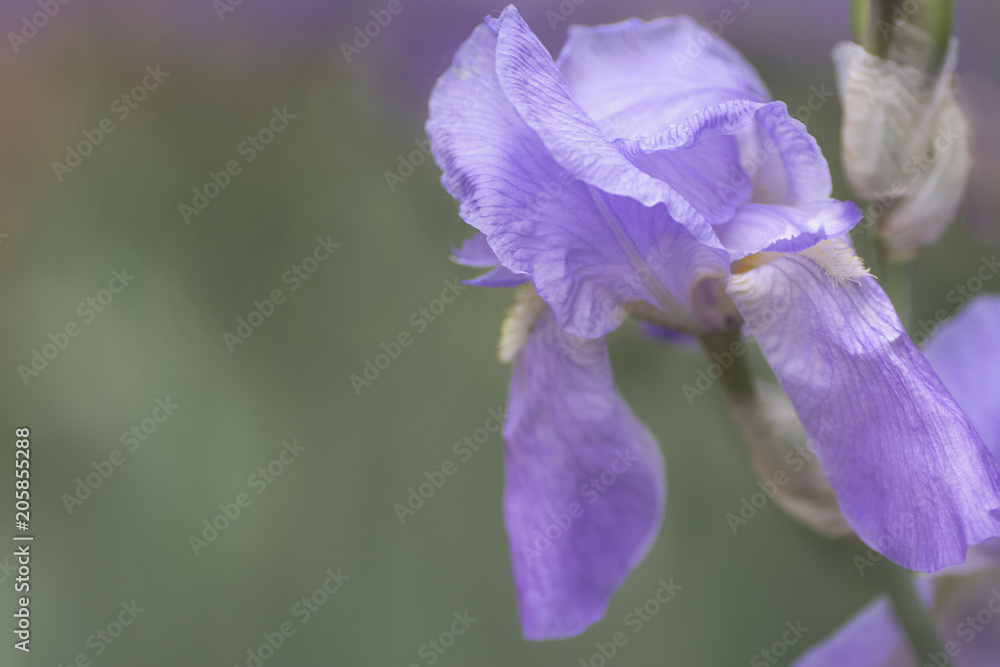 Color bearded iris - pale blue close-up with place for text