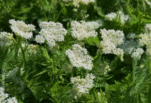 This Sweet Cicely (Myrrhis odorata),herbal medicine
Myrrhis odorata,Flowers and leaves,
 photo