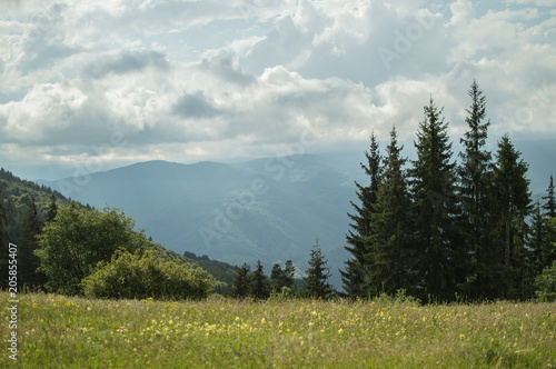 Spring landscape