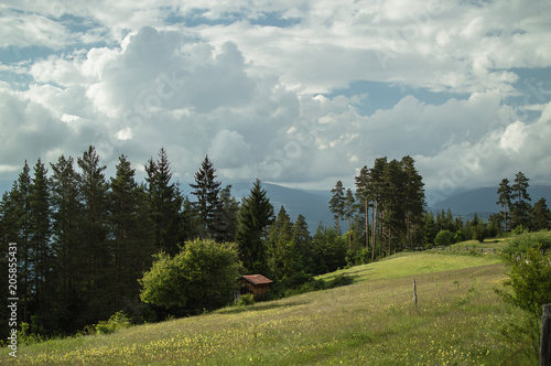 Green spring landscape