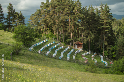 Green spring landscape
