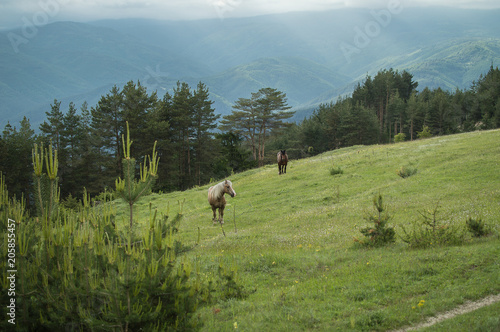 Horses