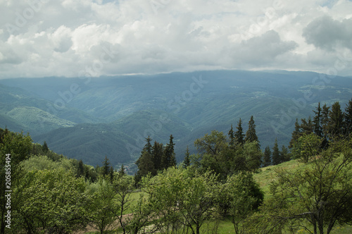 Green spring landscape