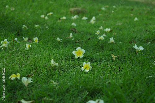 Flowers on Grass Background