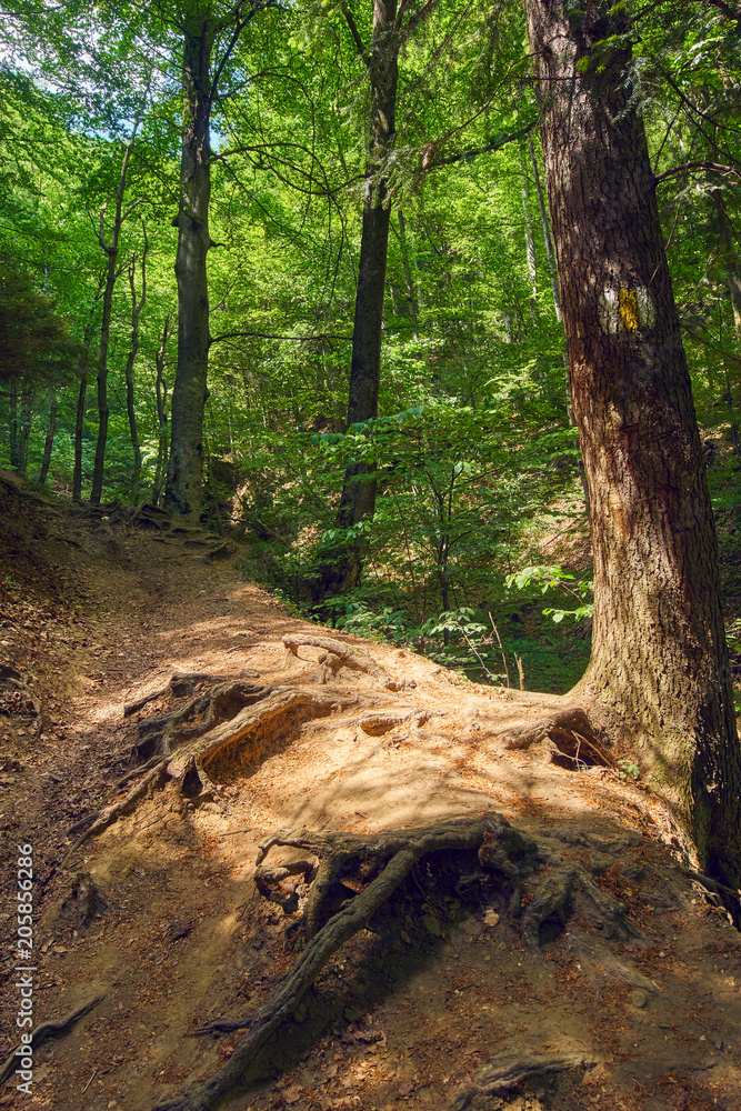 Deciduous forest with big trees Deciduous forest with big trees