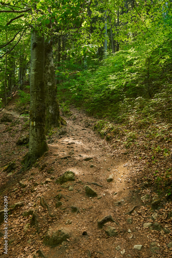 Fototapeta premium Deciduous forest with big trees