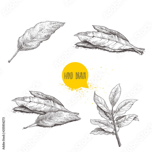 Hand drawn sketch style bay leaves set. Collection of herbs and condiments. Vector illustrations isolated on white background.