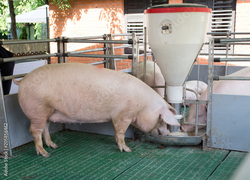Domestic pig eating from self feeder