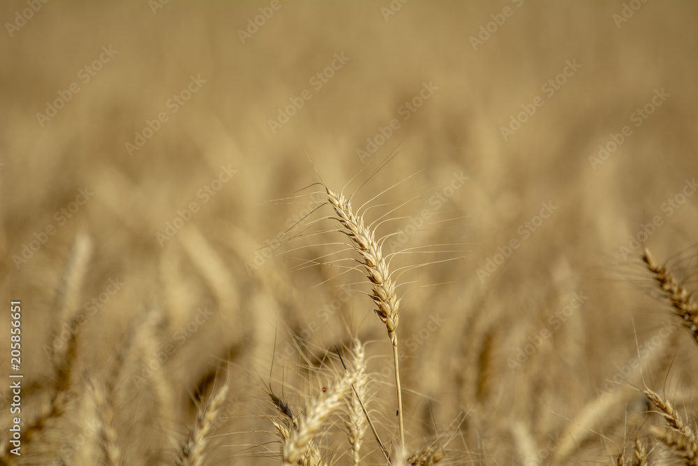 Fototapeta premium Primer plano de espiga de trigo dorada en el campo
