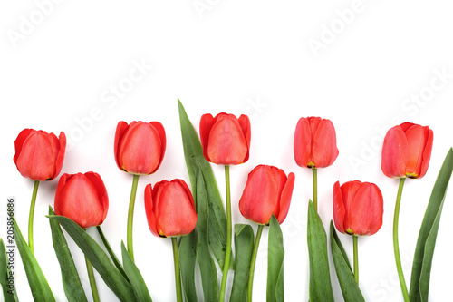 Beautiful red tulips on white background with copy space for text. Top view  flat lay