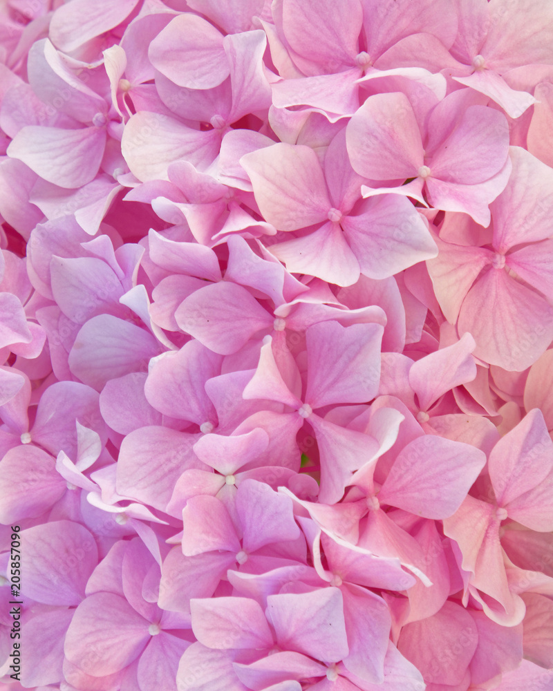 pink Ortensia flowers natural background