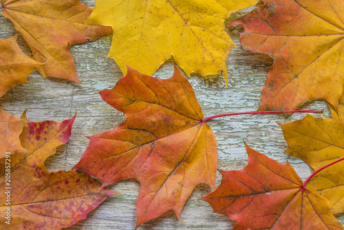 Multicolored maple leaves background