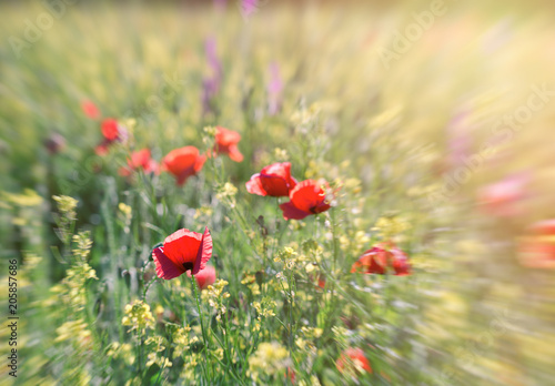 Selective focus on poppy flower, red poppy flower and yellow flower in meadow