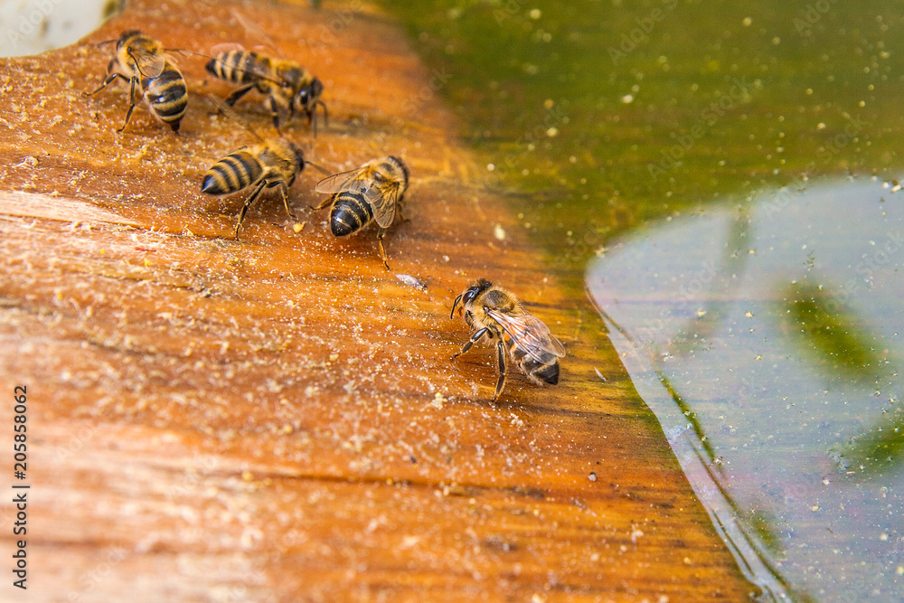 Bees drinking water at the summer. Bees drinking water at the summer.