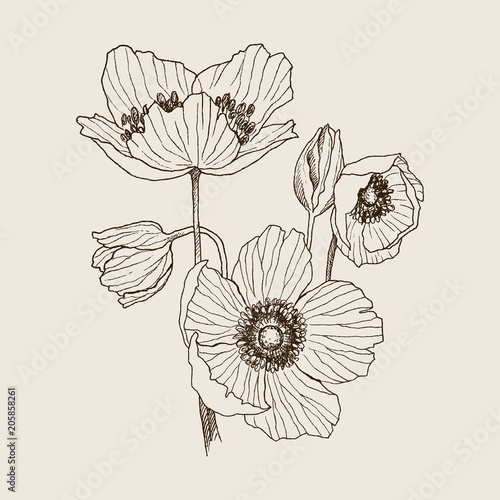 Anemone flower vector drawing bouquet. Isolated wild plant and leaves. Herbal engraved style illustration. Detailed botanical sketch. Flower concept. Botanical concept.
