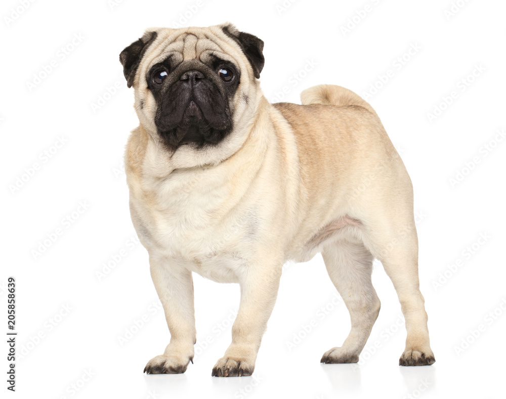 Pug in stand on white background