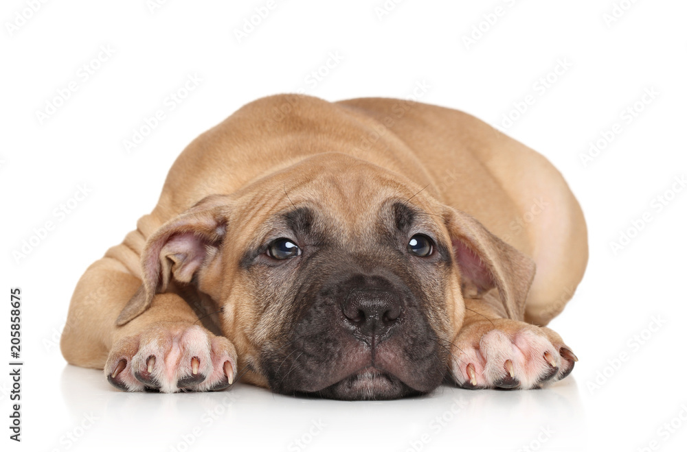Staffordshire Terrier puppy resting