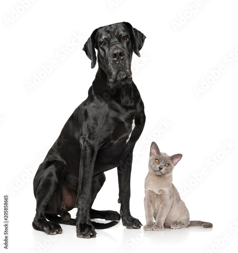 Fototapeta Naklejka Na Ścianę i Meble -  Cat and dog together