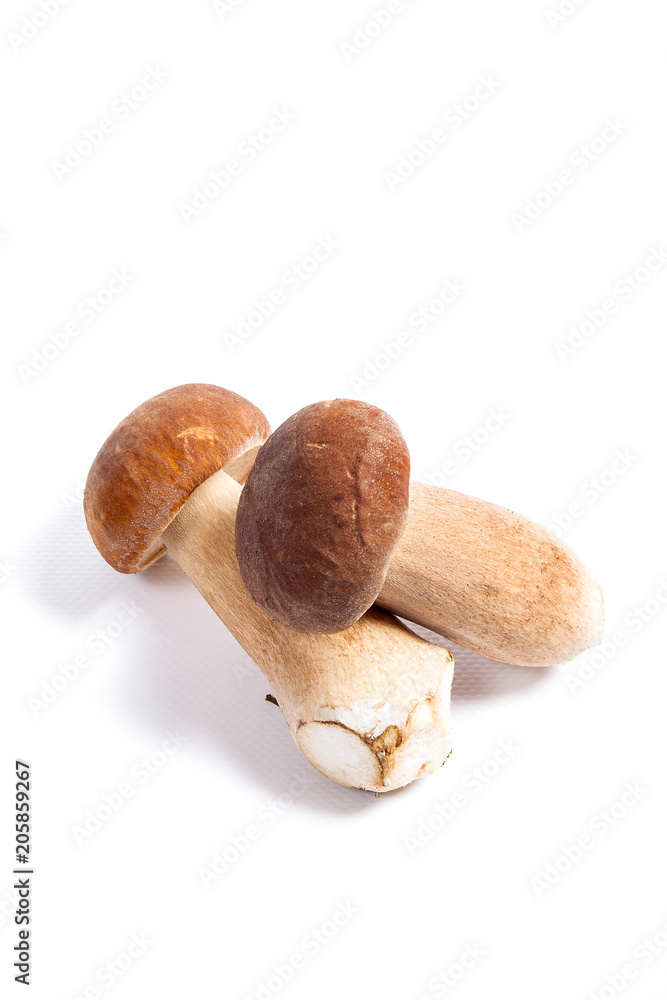 Two porcini mushroom known as boletus edulis isolated on white background. Two porcini mushroom known as boletus edulis isolated on white background.