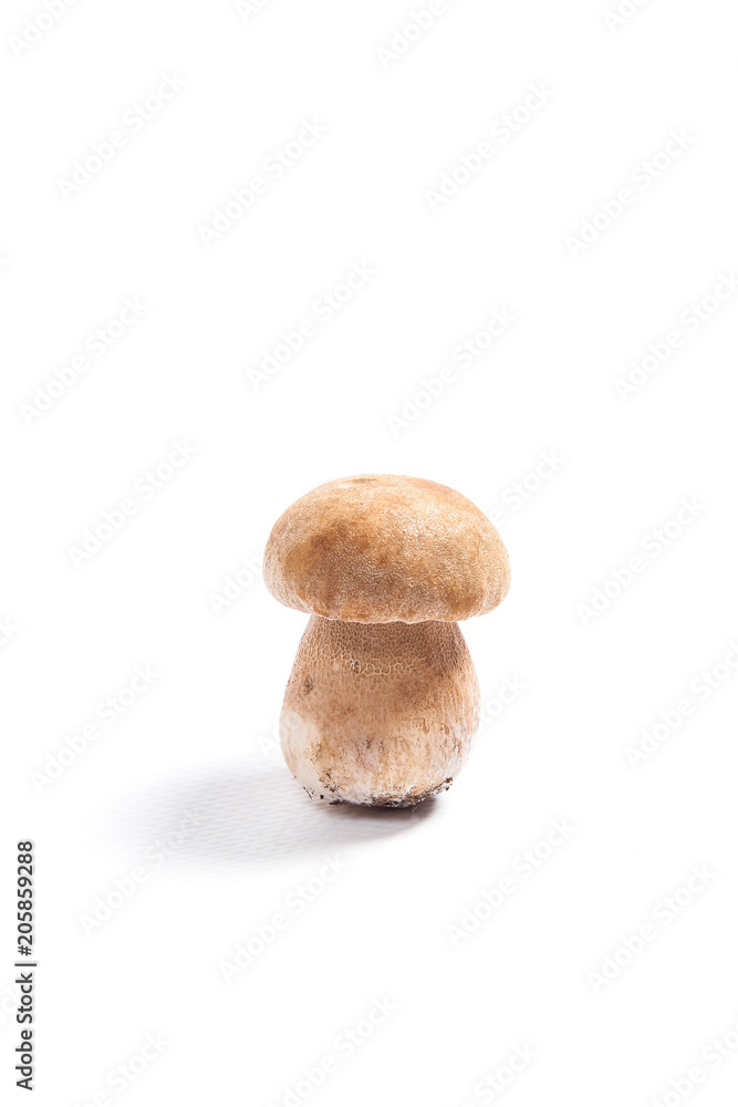 Single Porcini mushroom known as boletus edulis isolated on white background. Single Porcini mushroom known as boletus edulis isolated on white background.