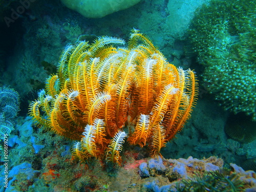 Crinoid